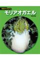 モリアオガエル 新装版