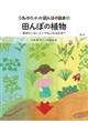 田んぼの植物