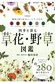 四季を彩る草花・野草図鑑