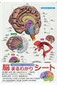 脳まるわかりシート