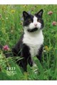 2027 岩合光昭 ねこ手帳