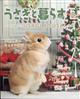 �������ƕ�炷�@�Q�O�Q�T�N�@�O�P����